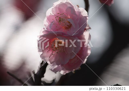 春の訪れを告げる梅の花 春の訪れを告げる梅の花 110330621