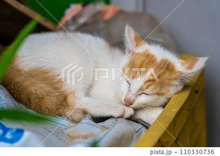 自由気ままな猫たち~まどろみ~ 自由気ままな猫たち~まどろみ~ 110330736