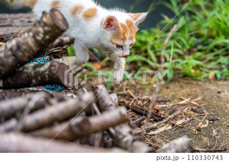 自由気ままな猫たち～思い切ってジャンプ～ 110330743