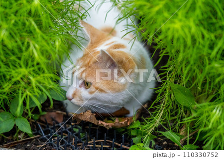 自由気ままな猫たち~待ち伏せ~ 自由気ままな猫たち~待ち伏せ~ 110330752