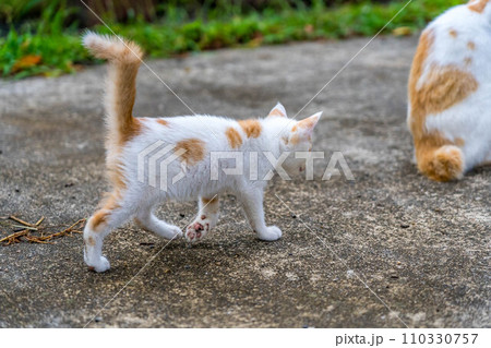 自由気ままな猫たち～鍵しっぽ～の写真素材 [110330757] - PIXTA