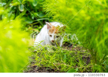 自由気ままな猫たち～企み～ 110330763