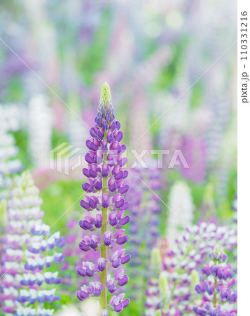 満開に咲くルピナスのイメージ 110331216