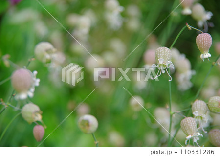 シレネ　ブルガリス 110331286