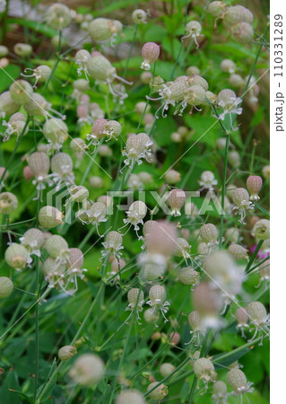 シレネ　ブルガリス 110331289