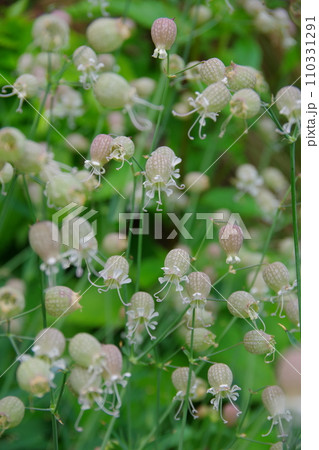 シレネ　ブルガリス 110331291