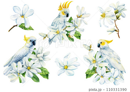Beautiful white bird cockatoo sitting on branch of spring magnolia flowers isolated white background, watercolor clipart 110331390