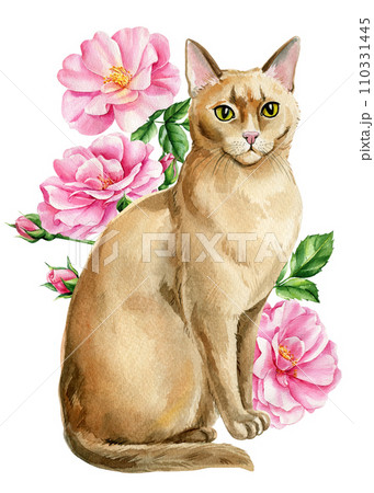 Beautiful cat and branches with pink flowers of roses, isolated white background. Watercolor Hand-drawn illustration 110331445