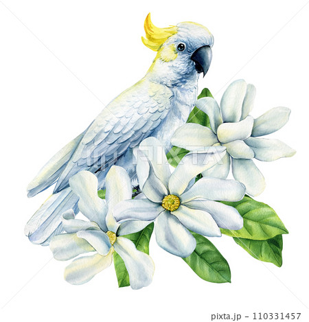 Beautiful white bird cockatoo sitting on branch of spring magnolia flowers isolated white background, watercolor clipart 110331457