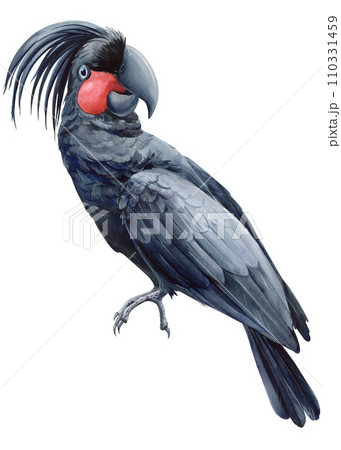 Tropical bird isolated white background. Watercolor painting hand drawn summer bird illustration, Cockatoo black parrot Tropical bird isolated white background. Watercolor painting hand drawn summer bird illustration, Cockatoo black parrot 110331459