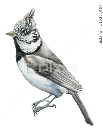 Spring Bird isolated white background. Watercolor hand-painted bird illustration, Nature realistic image. Tufted tit Spring Bird isolated white background. Watercolor hand-painted bird illustration, Nature realistic image. Tufted tit 110331467