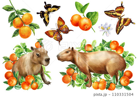 Capybara, oranges and butterfly. Hand-drawn tropical animal Watercolor illustration wildlife isolated white background. Capybara, oranges and butterfly. Hand-drawn tropical animal Watercolor illustration wildlife isolated white background. 110331504