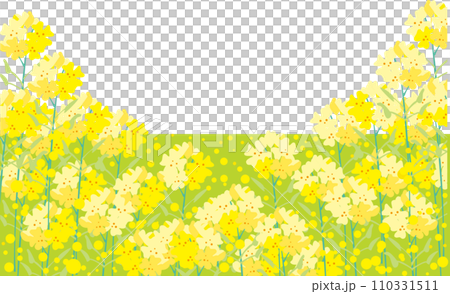 菜の花の風景 110331511