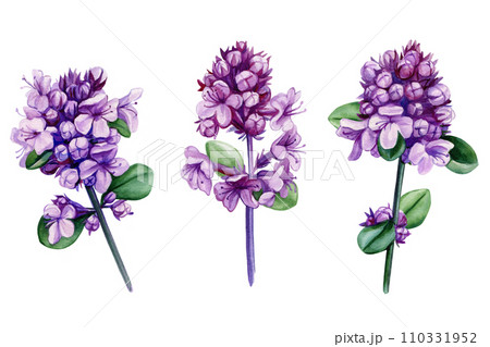 Thyme flowers in closeup set watercolor, violet wildflower isolated background. Hand drawn floral. Medical herbs plant 110331952