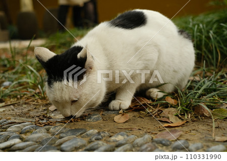 黒い斑点の猫 110331990