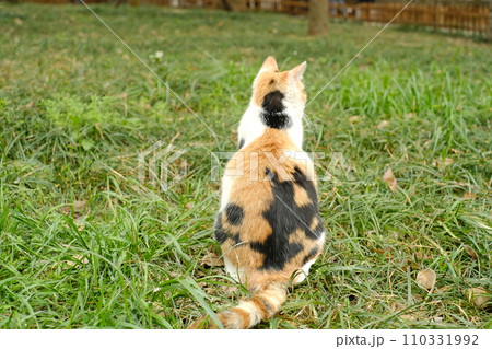 公園で遊ぶ猫の後ろ姿 公園で遊ぶ猫の後ろ姿 110331992