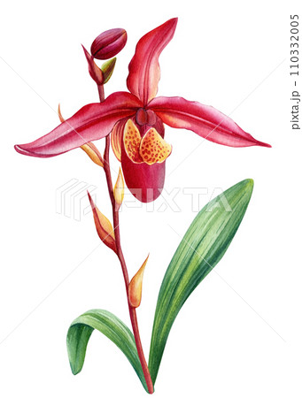 Red orchid flower, watercolor illustration, hand drawing exotic plants isolated on white background Red orchid flower, watercolor illustration, hand drawing exotic plants isolated on white background 110332005