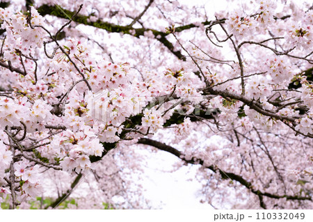 神奈川県小田原市　小田原城址公園の桜 110332049