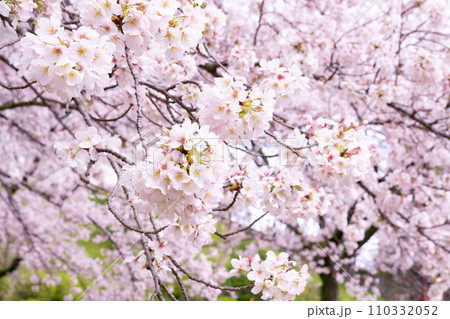 神奈川県小田原市　小田原城址公園の桜 110332052