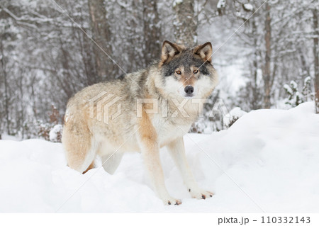 Beautiful wolf standing in the snow in beautiful winter forest 110332143