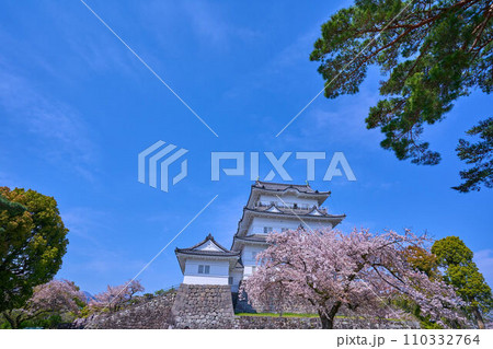 桜咲く神奈川県小田原市の小田原城を本丸広場から見る 桜咲く神奈川県小田原市の小田原城を本丸広場から見る 110332764