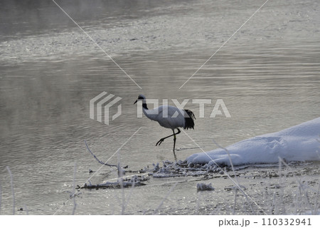 早朝の雪裡川の気嵐とタンチョウ 早朝の雪裡川の気嵐とタンチョウ 110332941