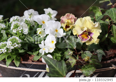 フリルパンジーの寄せ植えをブリキ鉢に植える 110332945