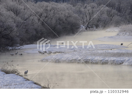 早朝の雪裡川の気嵐とタンチョウ 110332946