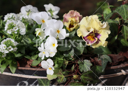 フリルパンジーと白いビオラの寄せ植え 110332947