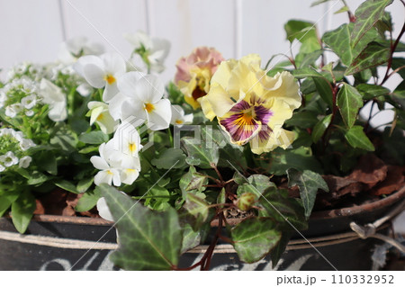 フリルパンジーをブリキ鉢に植える フリルパンジーをブリキ鉢に植える 110332952