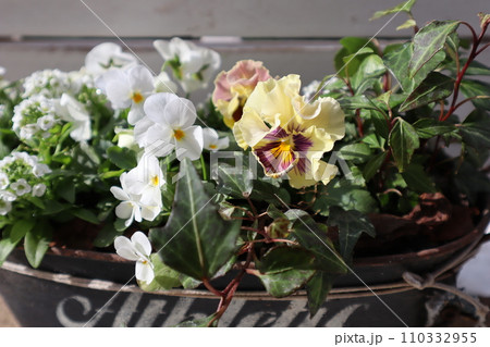 フリルパンジーと白いビオラの寄せ植え 110332955