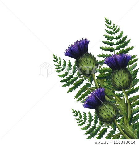 Watercolor bouquet of thistle and fern, wild flowers illustration, meadow herbs. Hand painted illustration for the design of stationery, posters, wallpaper. Wildlife clip art for print, fabric 110333014