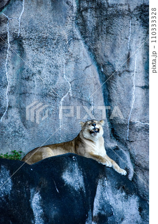 動物園 一休み中のメスライオン 動物園 一休み中のメスライオン 110333328