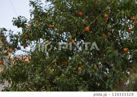 Orange tree in city closeup shot in spring 110333329
