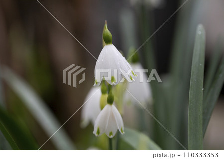 Close up Leucojum vernum - early spring snowflake flowers in the forest. Blurred background, spring concept. Close up Leucojum vernum - early spring snowflake flowers in the forest. Blurred background, spring concept. 110333353