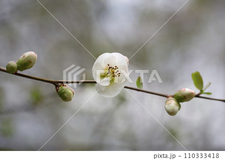 Close up White flowers of Japanese Quince. Floral spring background, selective focus 110333418