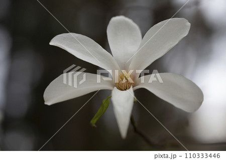 blossoming Magnolia kobus flower close-up in spring. blossoming Magnolia kobus flower close-up in spring. 110333446