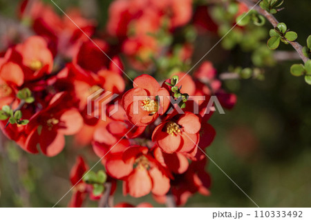 Red flowers of Chaenomeles x superba Grenade on a branch in the garden, selective focus. Beautiful spring-summer background with red flowers 110333492