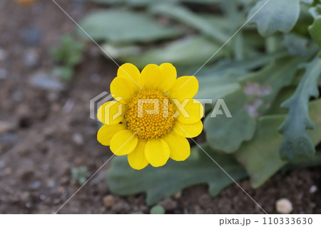 冬の庭に咲く黄色いクリサンセマム・ムルチコーレの花 110333630