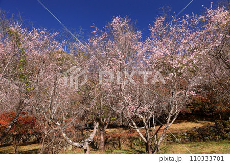 埼玉県児玉郡神川町矢納　冬桜の名所町立城峯公園の満開の冬桜ともみじなどの紅葉 110333701