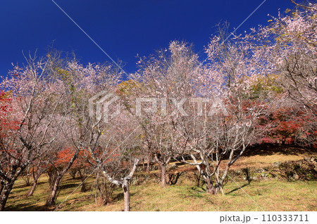 埼玉県児玉郡神川町矢納 冬桜の名所町立城峯公園の満開の冬桜ともみじなどの紅葉 埼玉県児玉郡神川町矢納 冬桜の名所町立城峯公園の満開の冬桜ともみじなどの紅葉 110333711