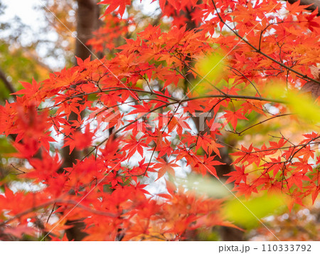 紅葉（嵐山渓谷） 110333792