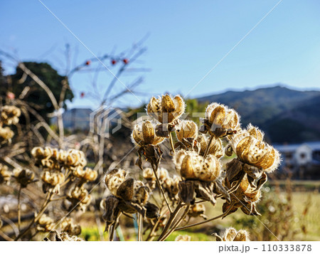 枯れ芙蓉と冬の空 枯れ芙蓉と冬の空 110333878