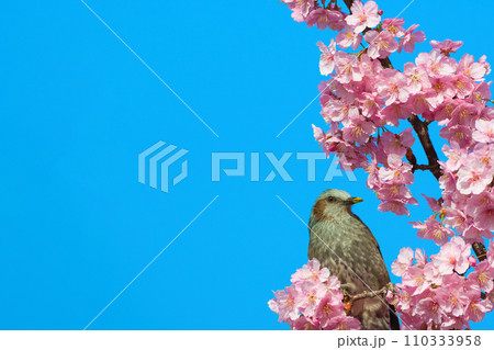 【京都府】3月・淀の河津桜とヒヨドリ 【京都府】3月・淀の河津桜とヒヨドリ 110333958