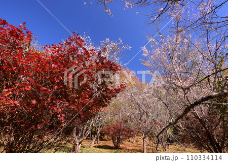 埼玉県児玉郡神川町矢納 冬桜と紅葉の名所町立城峯公園 満開の冬桜ともみじなどの紅葉の競演 埼玉県児玉郡神川町矢納 冬桜と紅葉の名所町立城峯公園 満開の冬桜ともみじなどの紅葉の競演 110334114