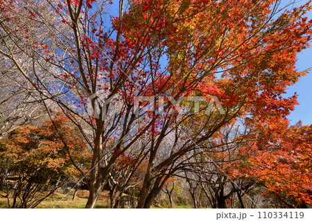 埼玉県児玉郡神川町矢納　冬桜と紅葉の名所町立城峯公園　満開の冬桜ともみじなどの紅葉の競演 110334119