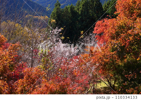 埼玉県児玉郡神川町矢納 冬桜と紅葉の名所町立城峯公園 満開の冬桜ともみじなどの紅葉の競演 埼玉県児玉郡神川町矢納 冬桜と紅葉の名所町立城峯公園 満開の冬桜ともみじなどの紅葉の競演 110334133