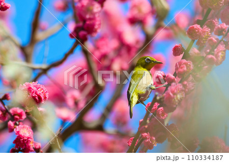 【大阪府】3月・大阪城公園の梅林とメジロ 110334187