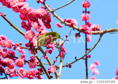 【大阪府】3月・大阪城公園の梅林とメジロ 110334189