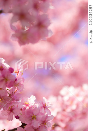 【京都府】3月・淀の河津桜、春イメージ 【京都府】3月・淀の河津桜、春イメージ 110334297